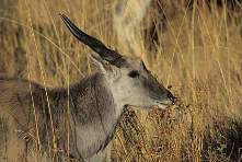 Tragelaphus (Taurotragus) oryx Pallas = (Антилопа) канна