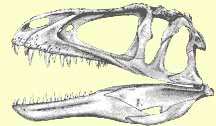 Вид: Acrocanthosaurus atokensis † = Акрокантозавр