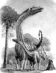 Род: Diplodocus † Marsh, 1878 = Диплодоки