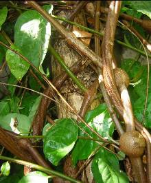 Аяхуаска Banisteriopsis caapi