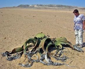 тумбоа, или Вельвичия (Welwitschia mirabilis)