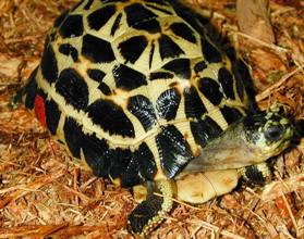 Плоскохвостая черепаха, или капидоло = Acinixys (=Pyxis) planicauda
