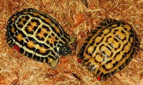 Плоскохвостая черепаха, или капидоло = Acinixys (=Pyxis) planicauda