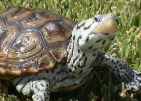 Malaclemys terrapin = Бугорчатая черепаха