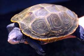 Malaclemys terrapin = Бугорчатая черепаха