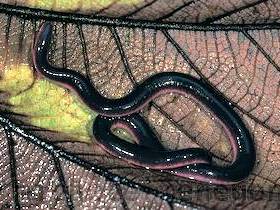 Короткоголовые [африканские] червяги