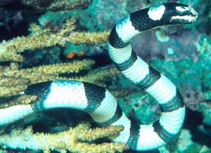 Морские змеи = Hydrophiidae