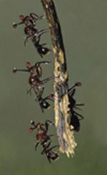 Стебельчатоглазые мухи