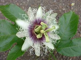   (Passiflora edulis)