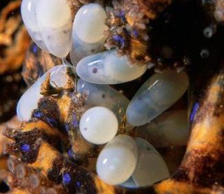 Hapalochlaena Синекольчатые осьминоги