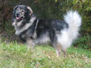   (Karst Shepherd, Kraski Ovcar, Istrian Sheepdog Dog)