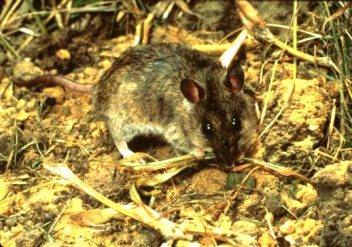 Многососковая крыса Mastomys natalensis