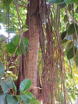 Фикус каучуконосный = Ficus elastica