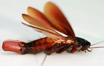 Periplaneta fuliginosa Serville , 1839 = Дымчатый таракан