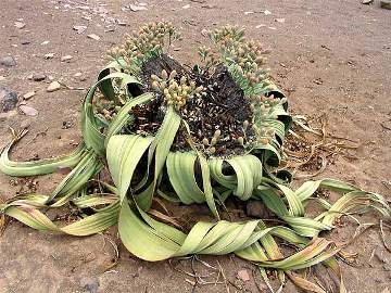 Вельвичия (Welwitschia mirabilis)