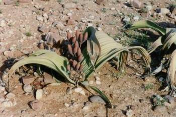 Вельвичия (Welwitschia mirabilis)