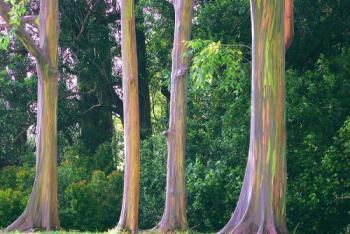 Радужный эвкалипт (Eucalyptus deglupta)