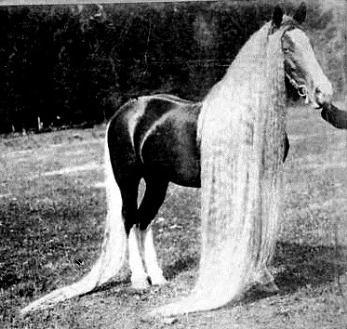 Орегонская дикая длинноволосая чудо-лошадь