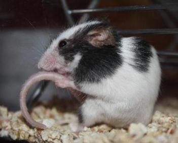 Mus musculus molossinus = Японская карликовая мышь