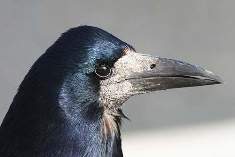 Corvus frugilegus = 
