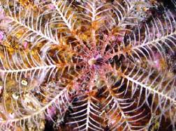Морские лилии - Antedon