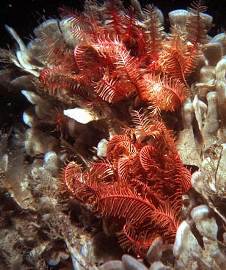 Морские лилии - Antedonidae