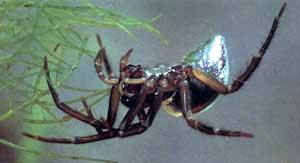 Вид: Аrgyroneta aquatica = Паук-серебрянка