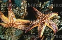 Морские звезды - Astropecten