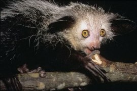 Мадагаскарская  руконожка, ай-ай, айе-айе