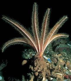 Морские лилии - Heliometra