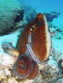 Остминог - Octopoda