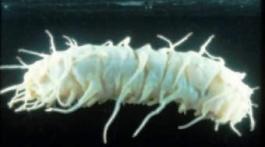 Oneirophanta alternate Голотурии, морские кубышки