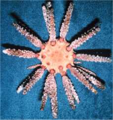 Морские ежи - Prionocidaris
