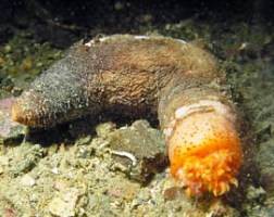 Голотурии Psolidae, морские кубышки