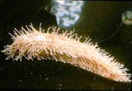 Голотурии Sclerodactylidae, морские кубышки