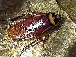 Periplaneta australasiae Fabricius = Таракан австралийский