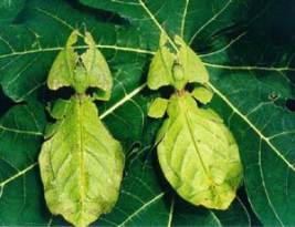 Phyllium crucifolium Brunner = Цейлонская листовидка зелёная