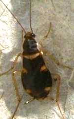 Supella longipalpa Мебельный (коричневополосый) таракан