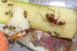 Мебельный (коричневополосый) таракан Supella longipalpa