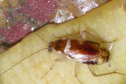 Мебельный (коричневополосый) таракан Supella longipalpa
