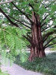 (Metasequoia glyptostroboides)  