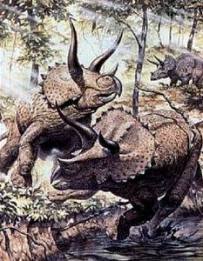Triceratops † Marsh, 1889 = Трицератопс