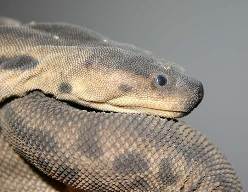 Яванская бородавчатая змея Acrochordus javanicus