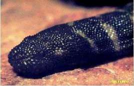 Бородавчатая змея Chersydrus granulatus