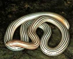 Узкоротая змея Leptotyphlops septemstriatus