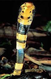 Вид: Naja nigricollis Reinhardt = Черношеяя [черношейная] кобра