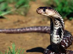 Naja nigricollis Reinhardt = Черношеяя [черношейная] кобра