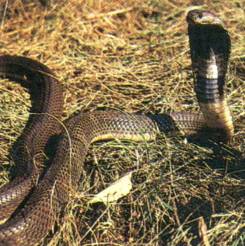 Среднеазиатская кобра — Naja oxiana