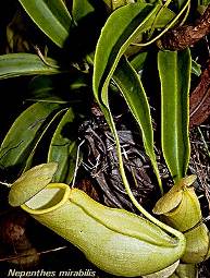 Непентес (Nepenthes) 