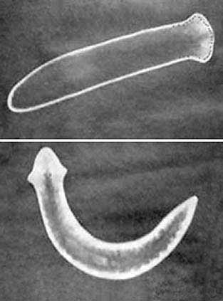 Вид: Ijimia tenuis = Многоглазая планария Вид: Dugesia tigrina = двуглазая планария